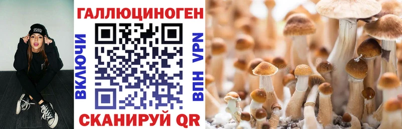 гидра ССЫЛКА Тольятти Псилоцибиновые грибы Psilocybine cubensis
